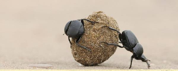 Dung Beetle (Scarabaeinae), adults rolling dung ball, Laredo, Webb County, South Texas, USA