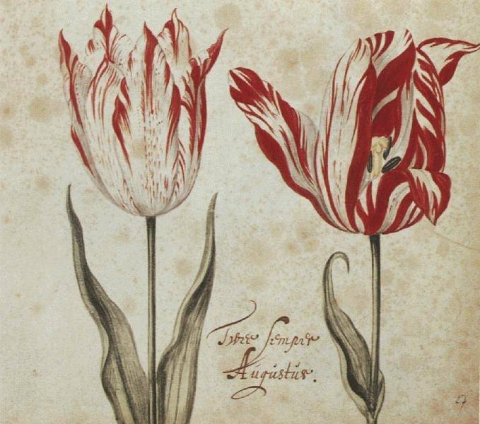 Tulp_Semper_Augustus