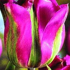 Violet Bird (1)