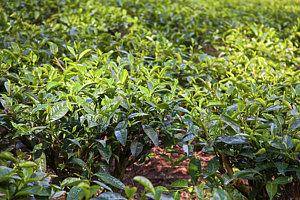 4-tea-plants-camellia-sinensis-connie-bransilver