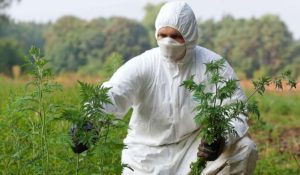 Un adevărat coșmar pentru unii, această plantă neînțeleasă va fi mai ușor de combătut și va duce, cel mai probabil, la reducerea numărului de alergii, Q Magazine